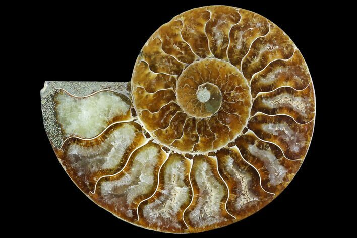 Agatized Ammonite Fossil (Half) - Madagascar #125070